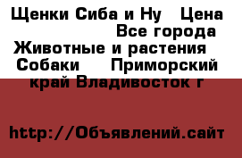 Щенки Сиба и Ну › Цена ­ 35000-85000 - Все города Животные и растения » Собаки   . Приморский край,Владивосток г.